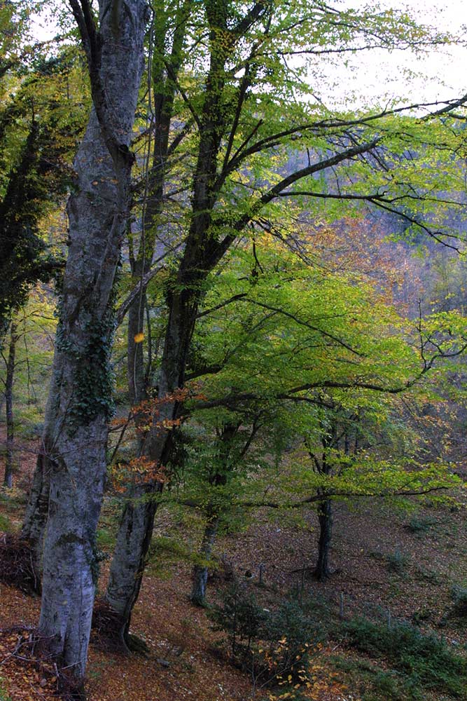 Foresta Umbra